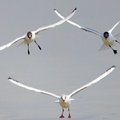 Brown-headed Gulls above a beach in Kuwait City, Kuwait